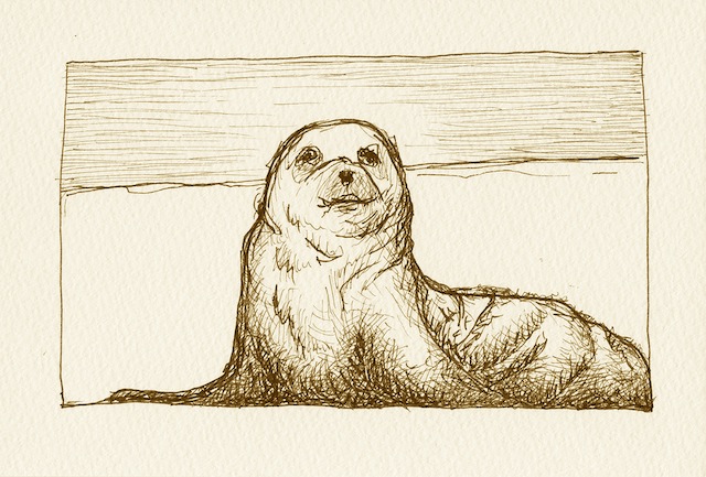 Sally the seal